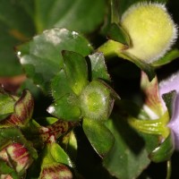 Gloxinia perennis (L.) Druce